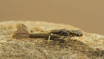 Argia moesta, nymph